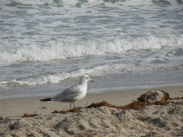 $1,650 | 2001 South Ocean Drive, Unit 55, Hallandale Beach, FL 33009