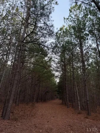 a view of a forest with trees in the background