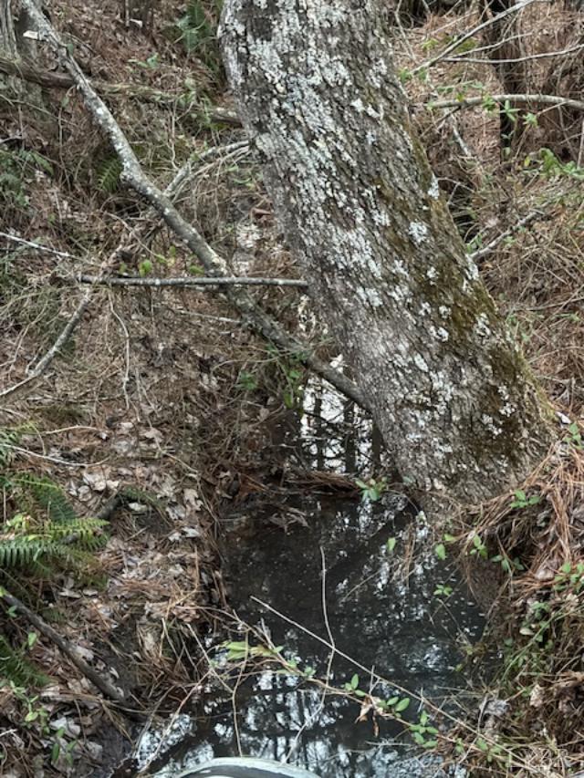 7 Piney Mountain Road Appomattox, VA 24522 - Photo 14 of 24 a view of a tree