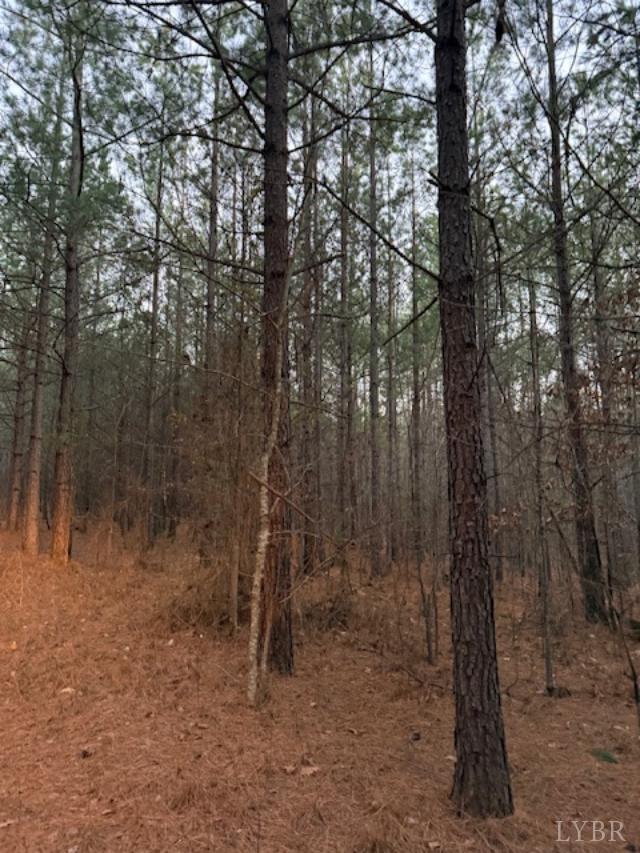 7 Piney Mountain Road Appomattox, VA 24522 - Photo 2 of 24 a view of a forest with trees in the background