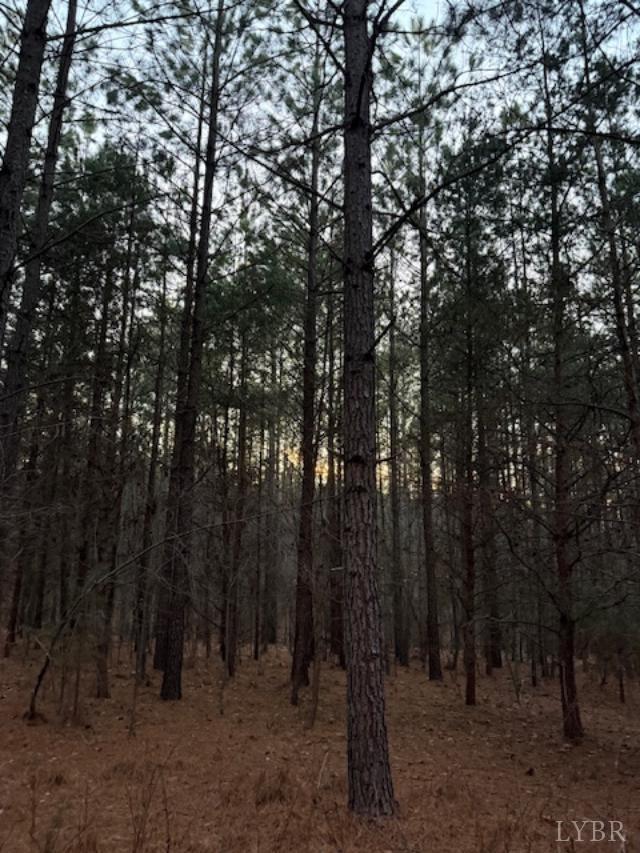 7 Piney Mountain Road Appomattox, VA 24522 - Photo 5 of 24 a view of a forest with trees in the background