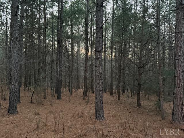 7 Piney Mountain Road Appomattox, VA 24522 - Photo 6 of 24 a view of a forest with trees in the background