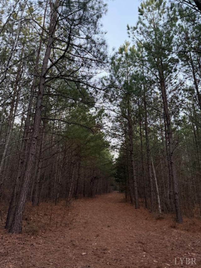 7 Piney Mountain Road Appomattox, VA 24522 - Photo 6 of 24 a view of a forest