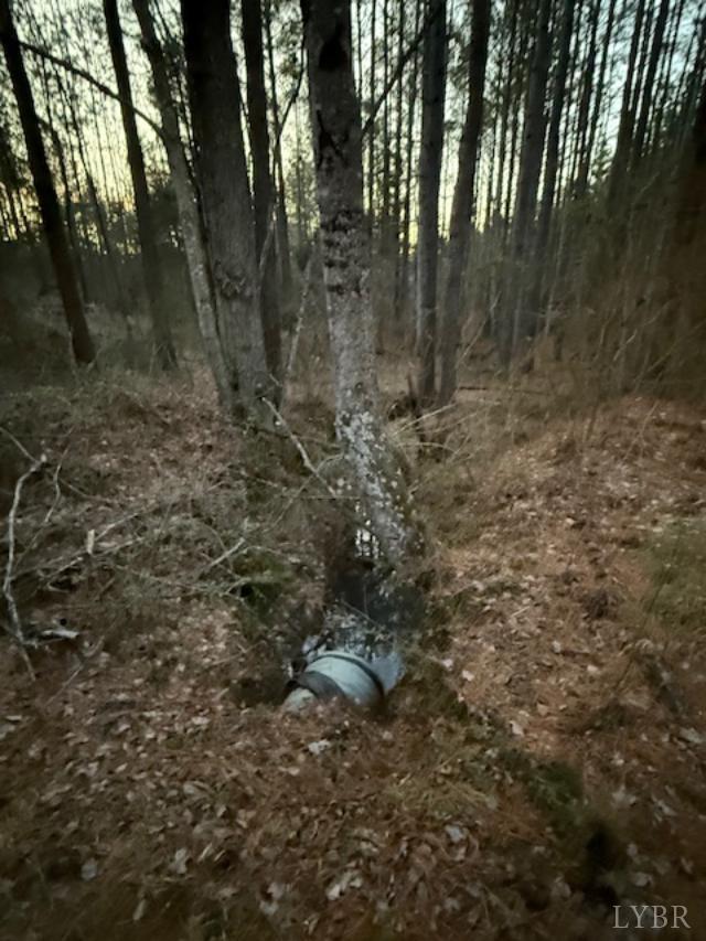 7 Piney Mountain Road Appomattox, VA 24522 - Photo 7 of 24 a view of a forest with trees in the background