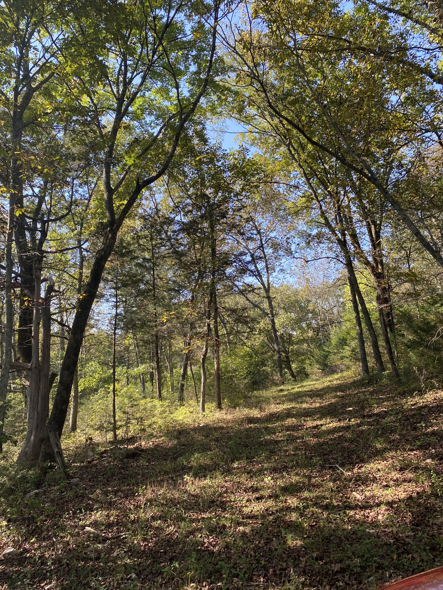 0 Borum Road Watertown, TN 37184 - Photo 3 of 9 a view of backyard of trees