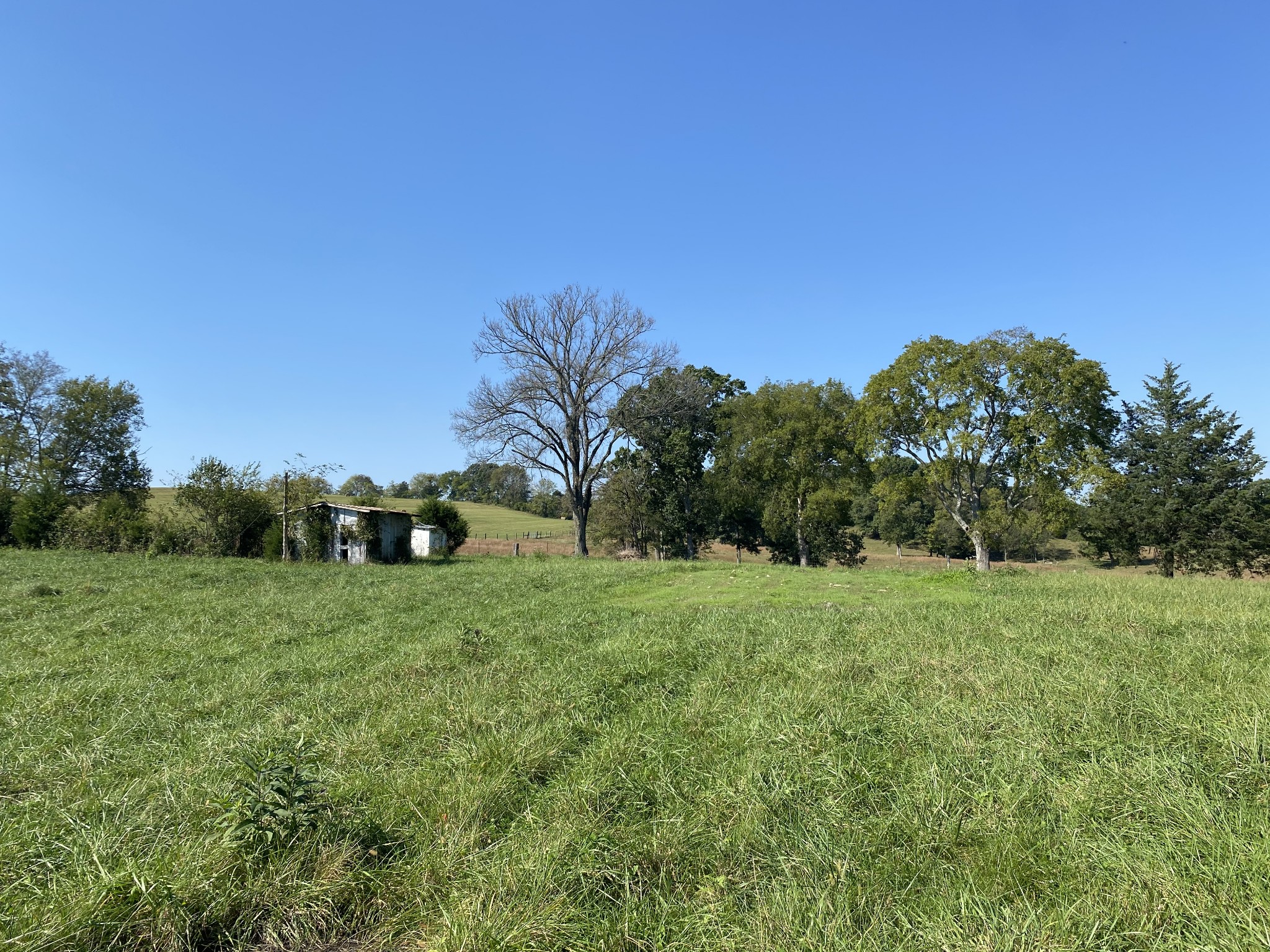 0 Borum Road Watertown, TN 37184 - Photo 5 of 9 a view of a big yard with plants and large trees