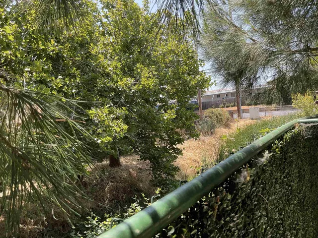 a view of a yard with plants and a bench