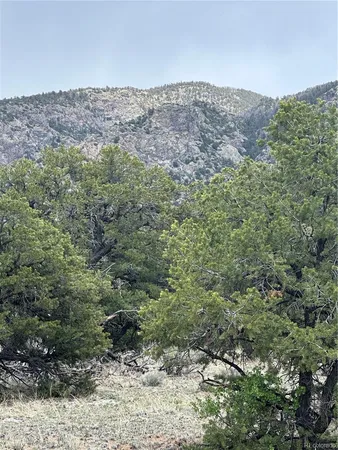a view of a forest with a mountain in the background