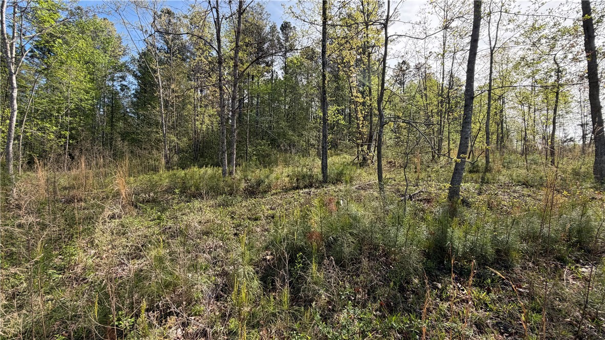 2125 Highway 247 Belton, SC 29627 - Photo 14 of 15 Mature trees and undergrowth define this tranquil, wooded property.