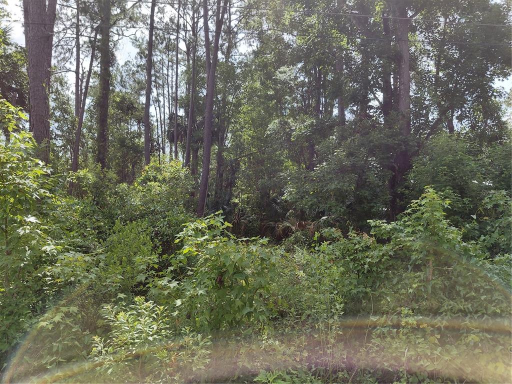 James Street Astor, FL 32102 - Photo 3 of 4 a view of a lush green forest