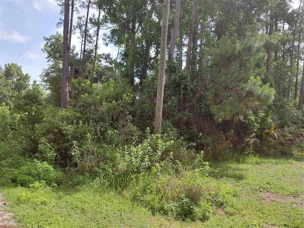 James Street Astor, FL 32102 - Photo 4 of 4 a view of a lush green forest