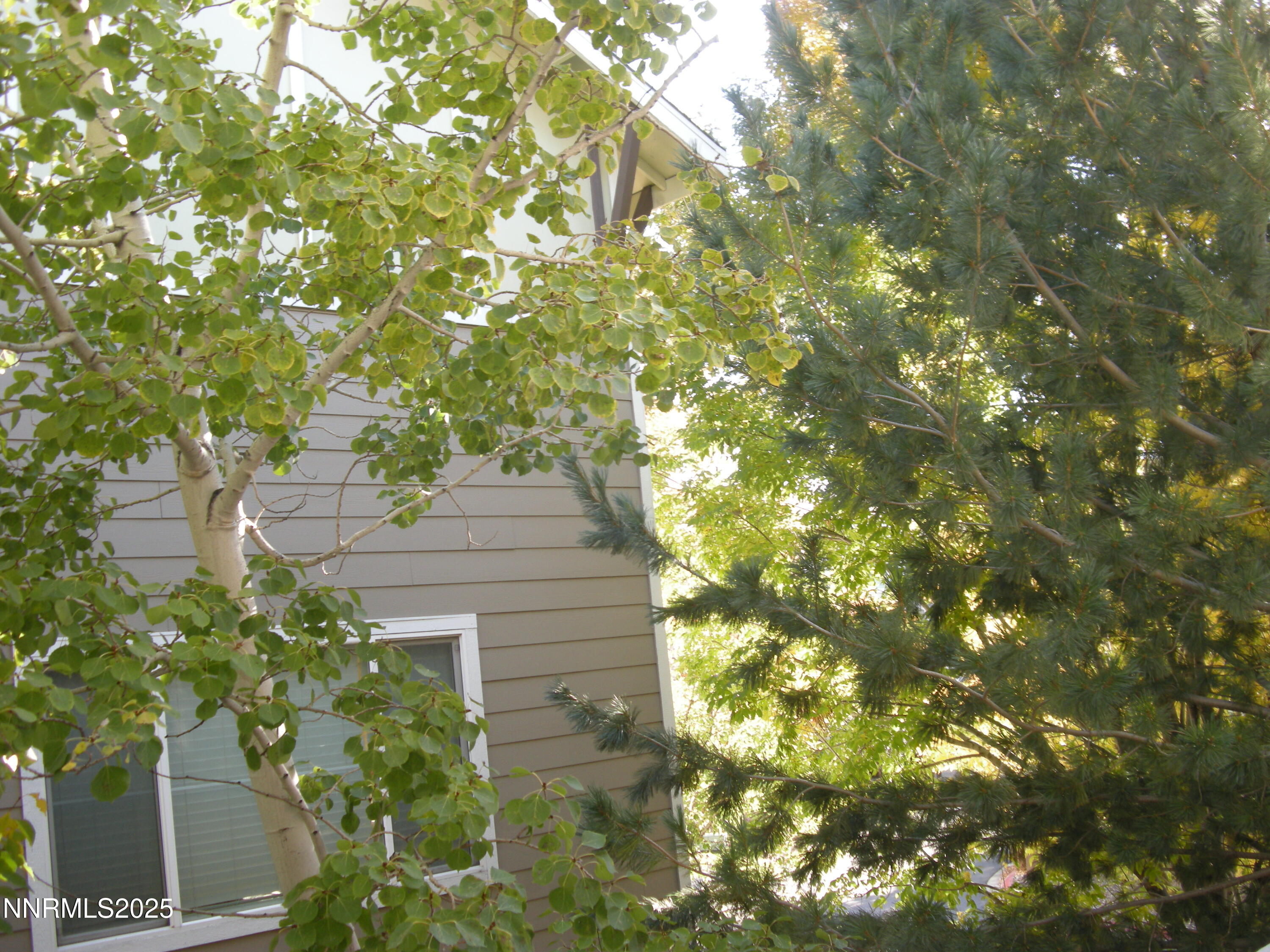 2640 Dana Kristin Lane Reno, NV 89503 - Photo 19 of 24 a picture of tree