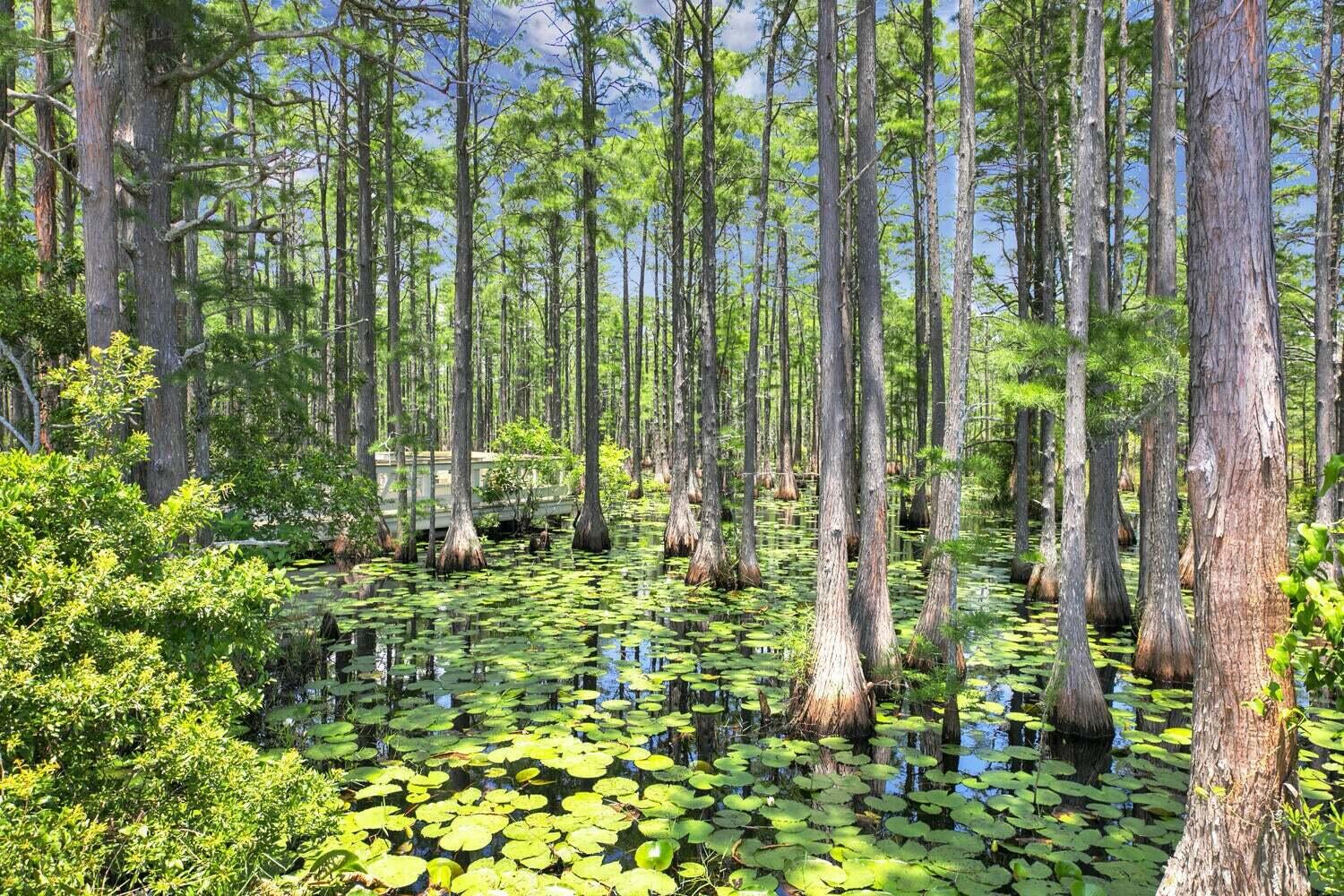 187 Cypress Drive Santa Rosa Beach, FL 32459 - Photo 44 of 58 Cypress Pond