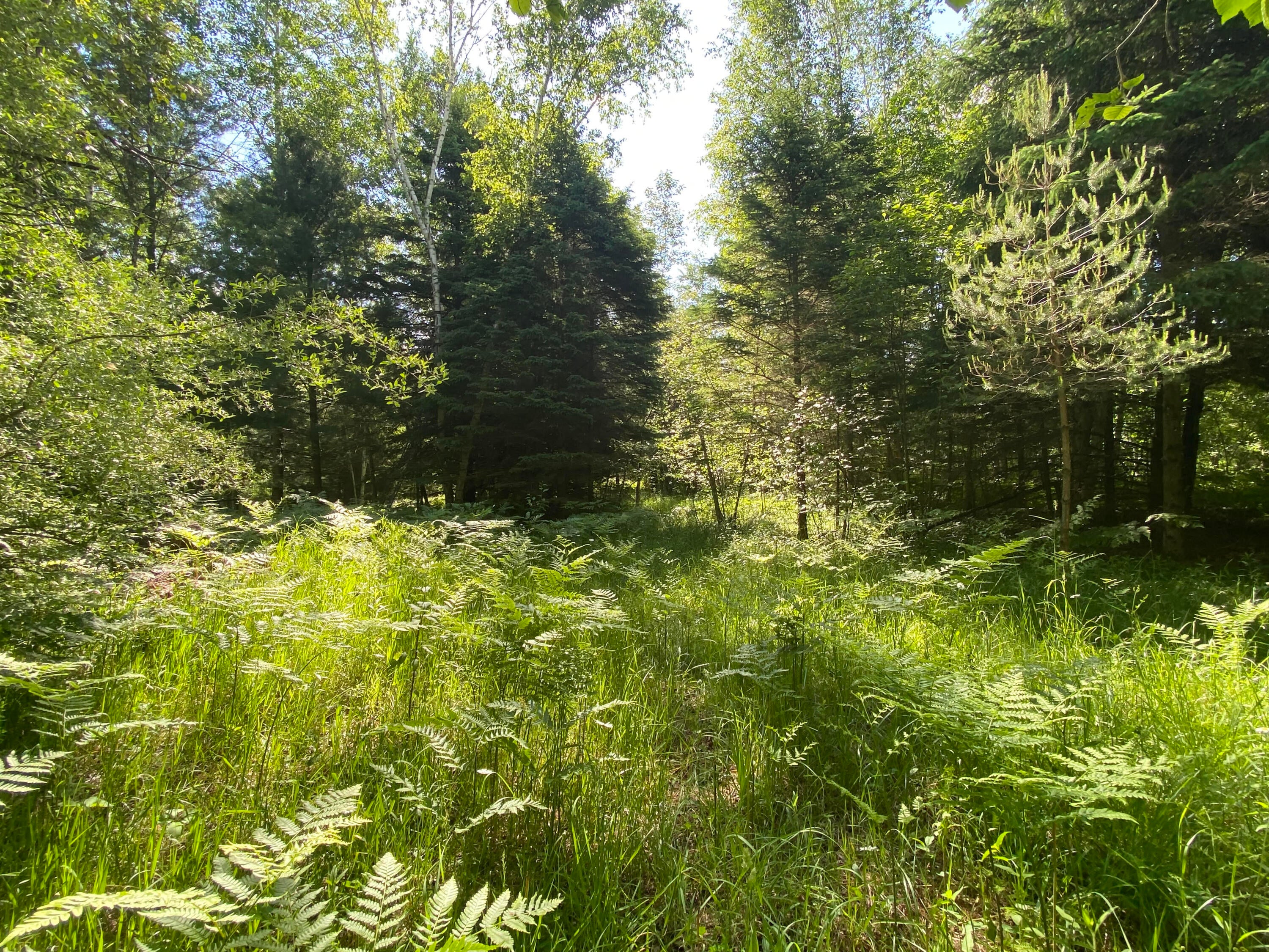 Townline Rd Road Rose City, MI 48654 - Photo 6 of 26 Gallery Image 6