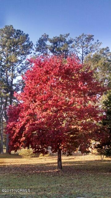 Fall Foliage