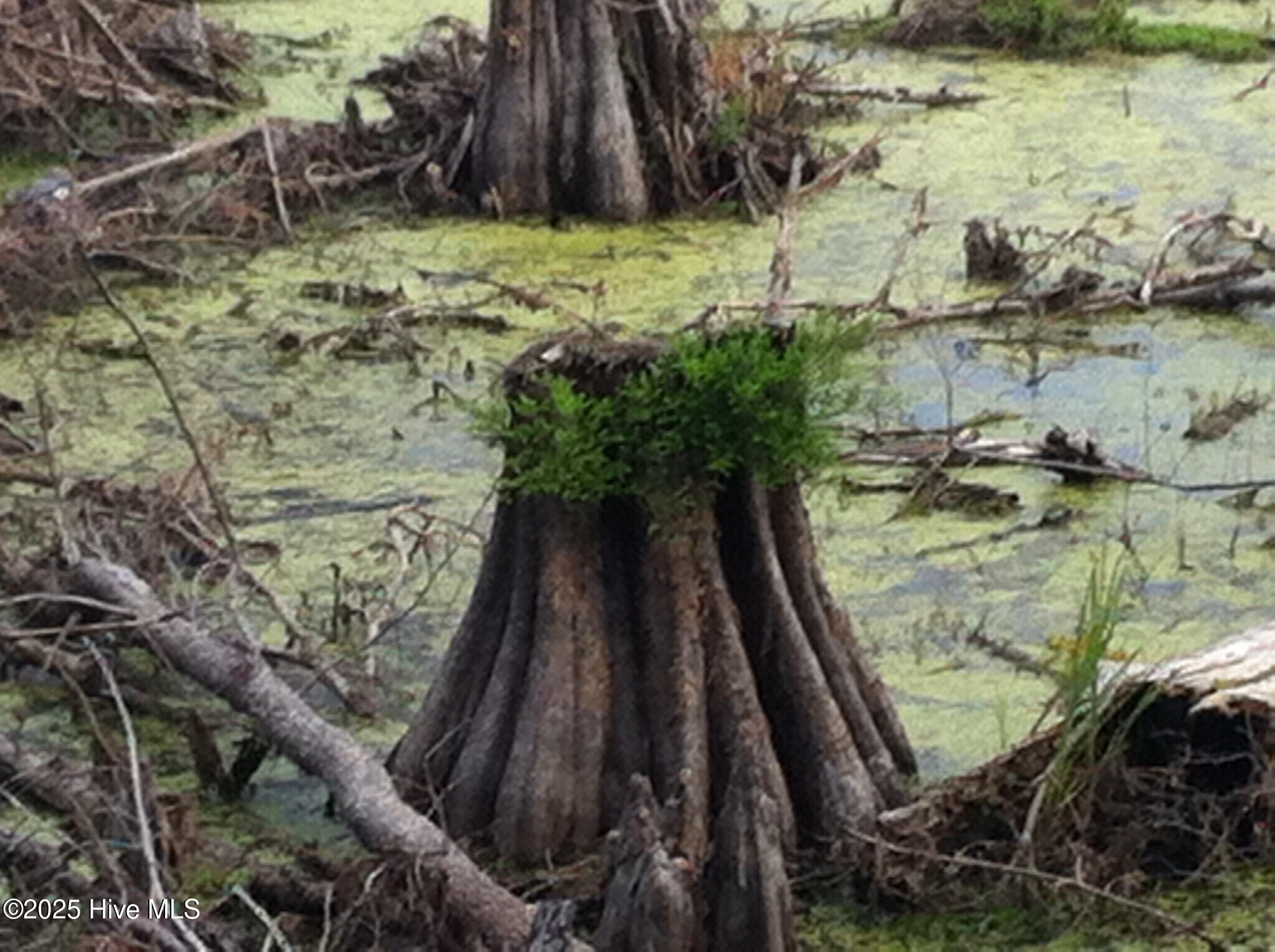 1064 Stevens Mill Road Goldsboro, NC 27530 - Photo 8 of 12 13) 56170-6804d10dd5c93