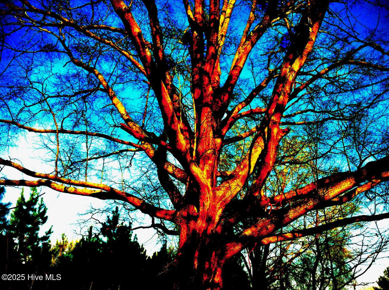 1064 Stevens Mill Road Goldsboro, NC 27530 - Photo 9 of 12 14) 56170-6804d111096fb