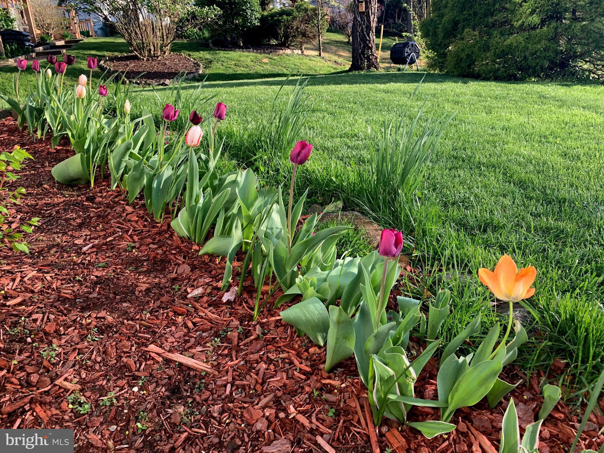 5818 Stuart Avenue Baltimore, MD 21215 - Photo 51 of 64 Lovingly landscaped with seasonal colors!