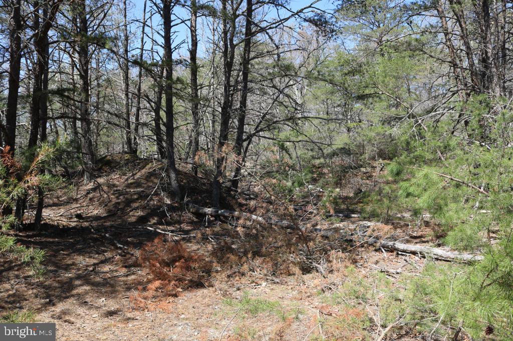 351 Shaws Mill Road Cedarville, NJ 08311 - Photo 8 of 84