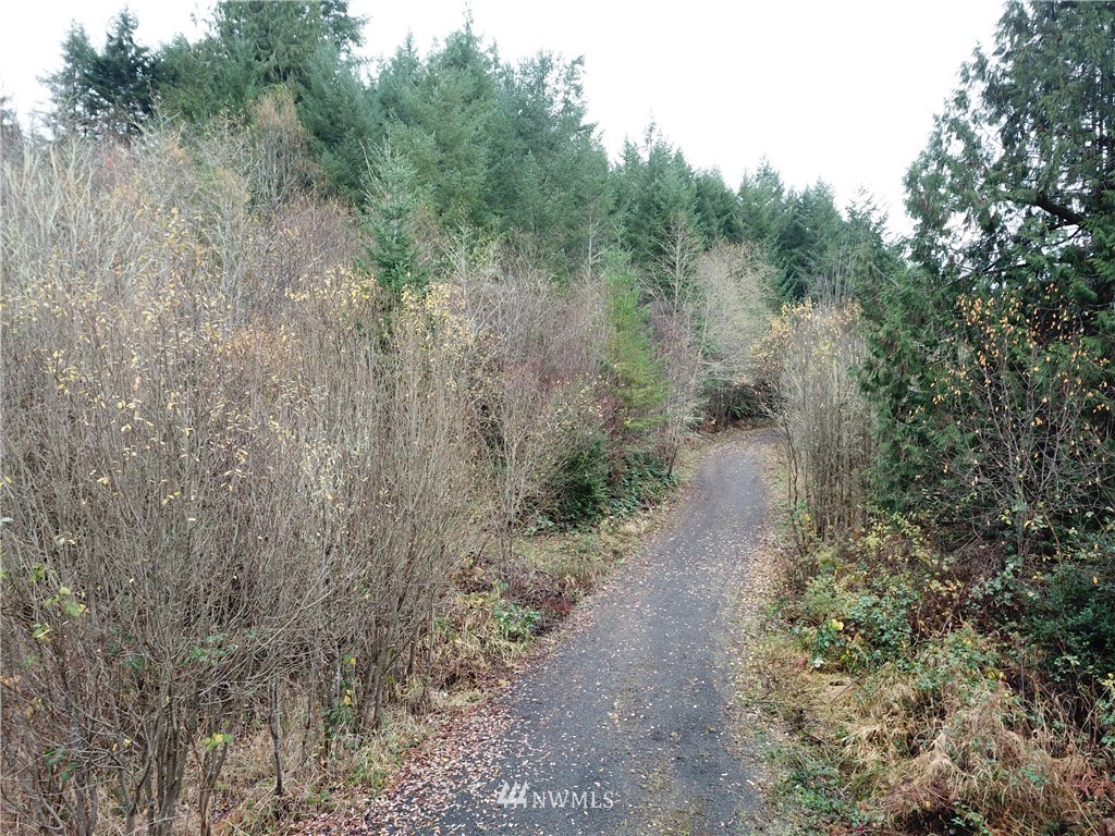 140 Roe Road Winlock, WA 98596 - Photo 6 of 9 a view of a forest with trees in the background