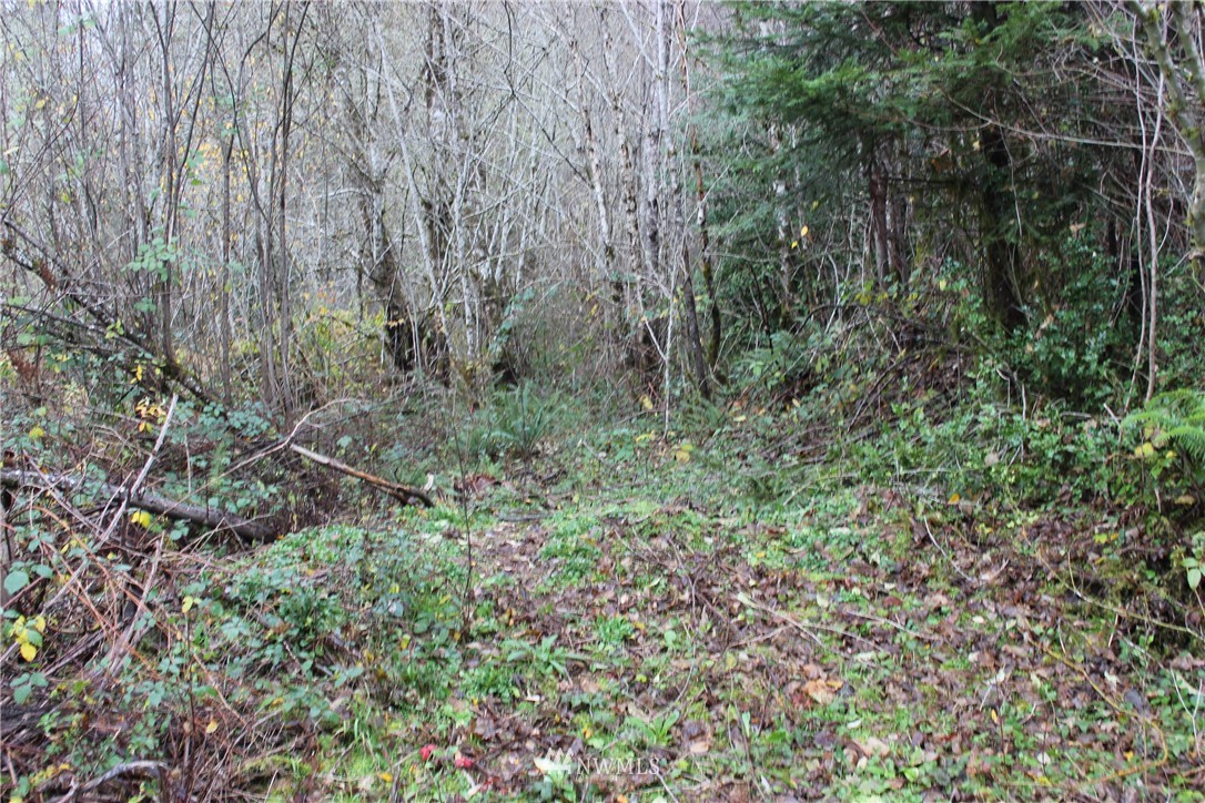 140 Roe Road Winlock, WA 98596 - Photo 9 of 9 a view of a lush green forest with large trees