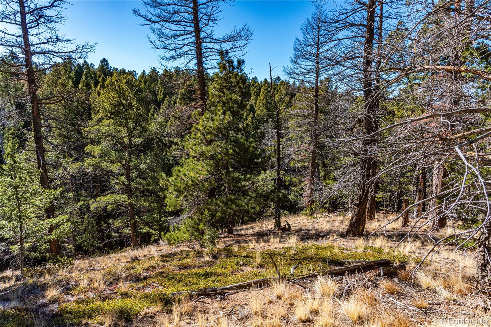 0 Arrowhead Road Florissant, CO 80816 - Photo 33 of 50 Gallery Image 33
