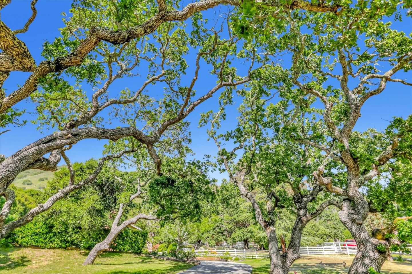 22 La Rancheria Carmel Valley, CA 93924 - Photo 43 of 44 a picture of tree
