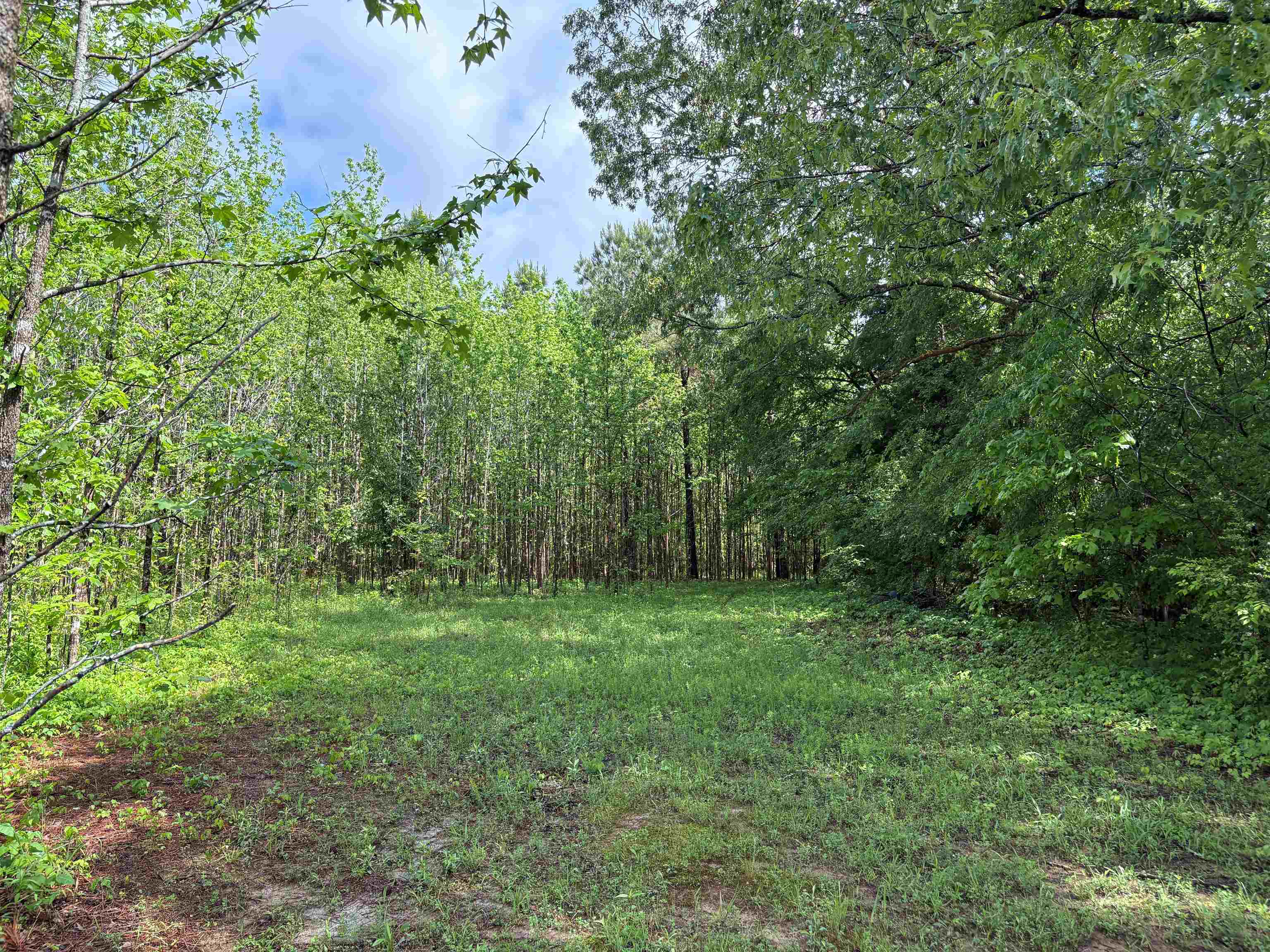 435 Duscoe Road Somerville, TN 38068 - Photo 4 of 13 View of yard with a forest view