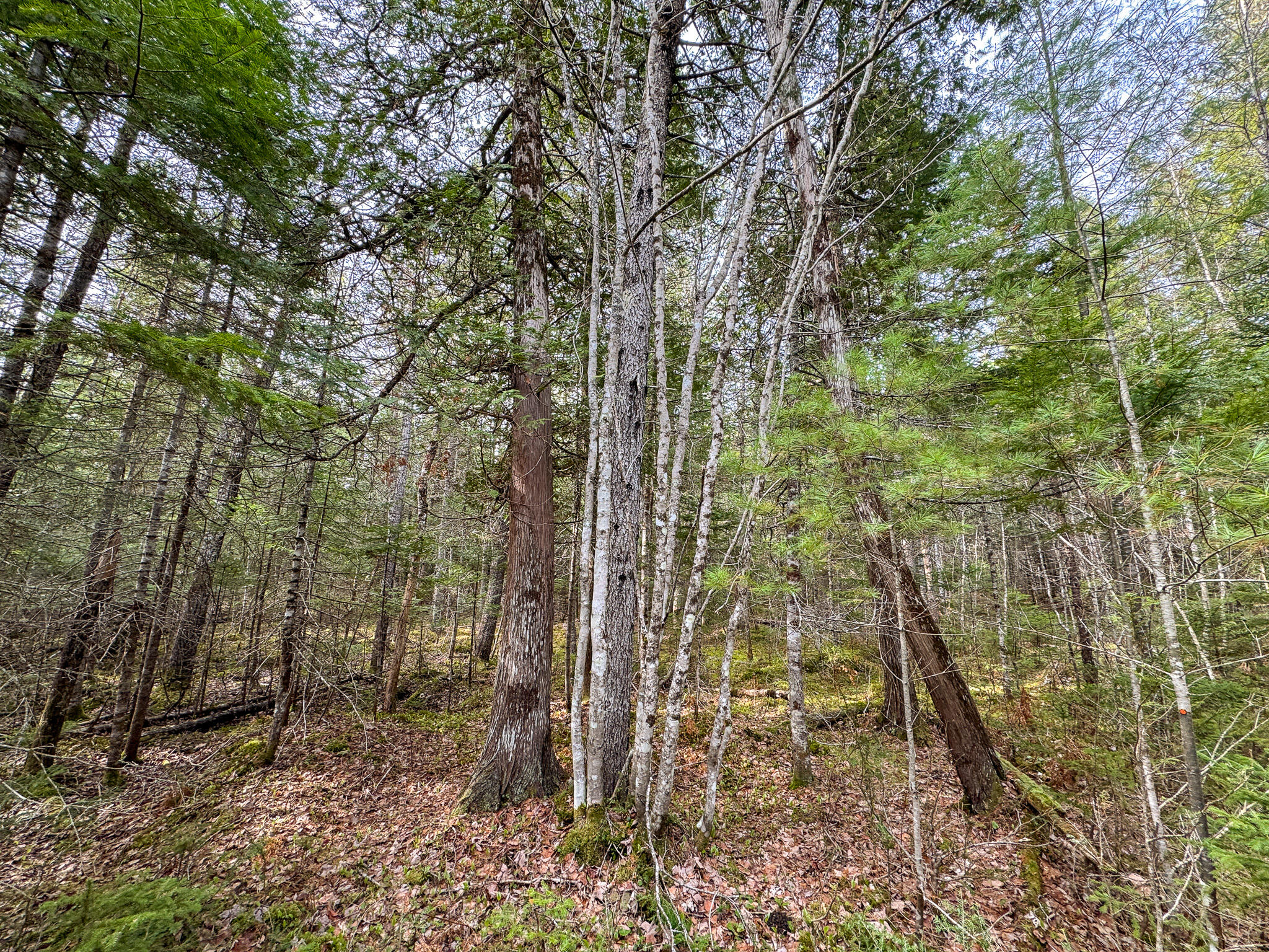 110 Butterfield Ridge Road Chester, ME 04457 - Photo 19 of 19 19