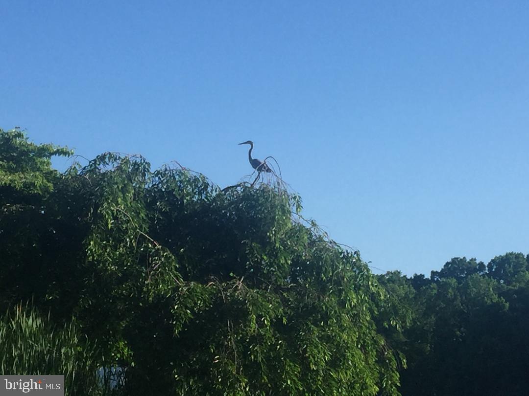 2031 Lakewinds Drive Reston, VA 20191 - Photo 35 of 38 Summer Views