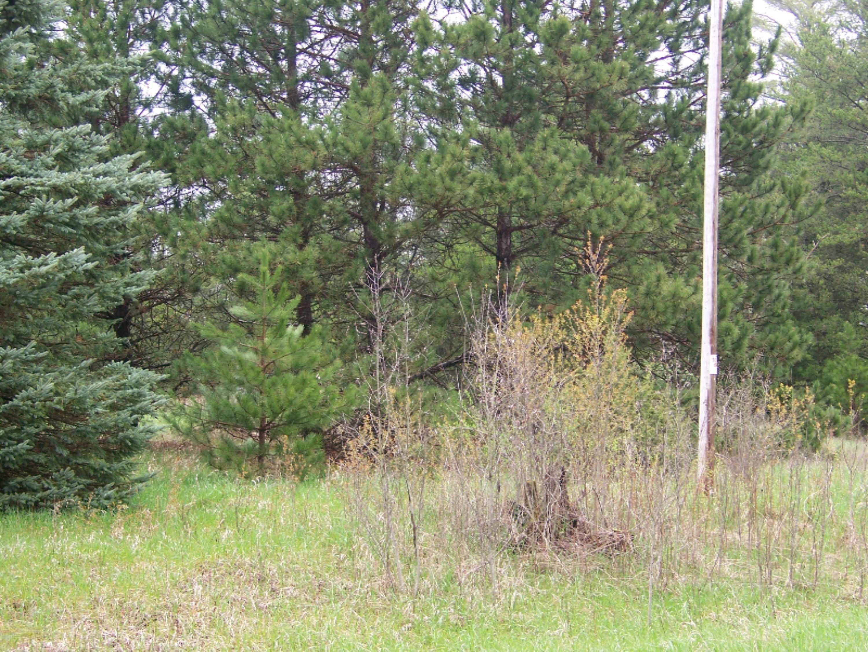 20690 Orono Road Reed City, MI 49677 - Photo 8 of 15 100_4315