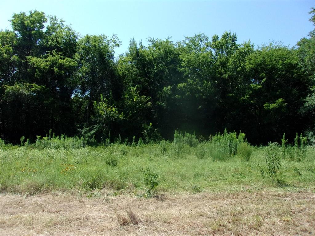 2846 County Road 2415 Pickton, TX 75471 - Photo 11 of 23 a big yard with lots of green space