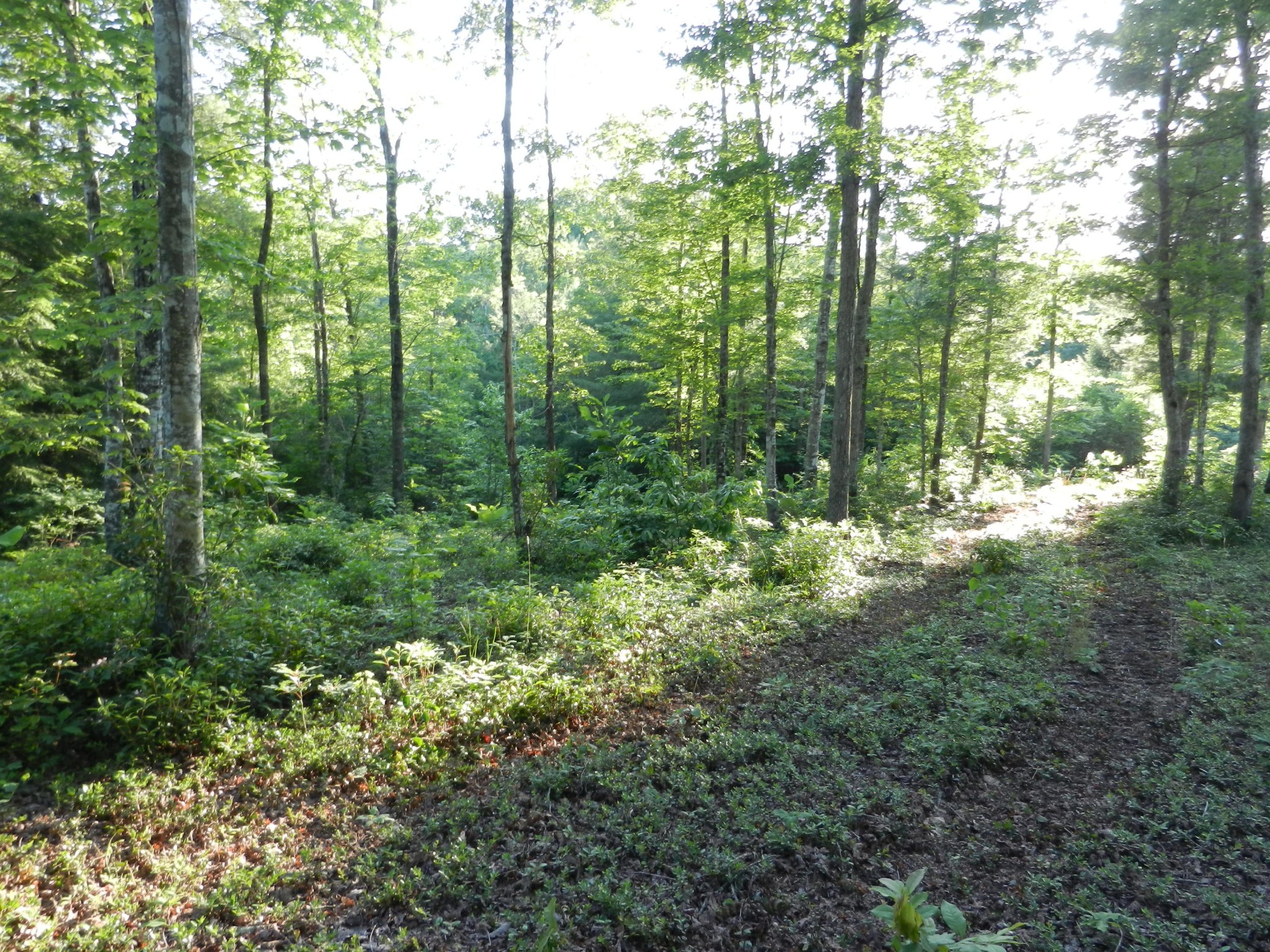 12 Toomey Falls Road Oneida, TN 37841 - Photo 4 of 14 Gallery Image 4