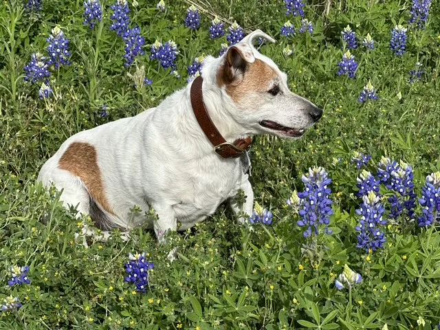 a picture of flowers