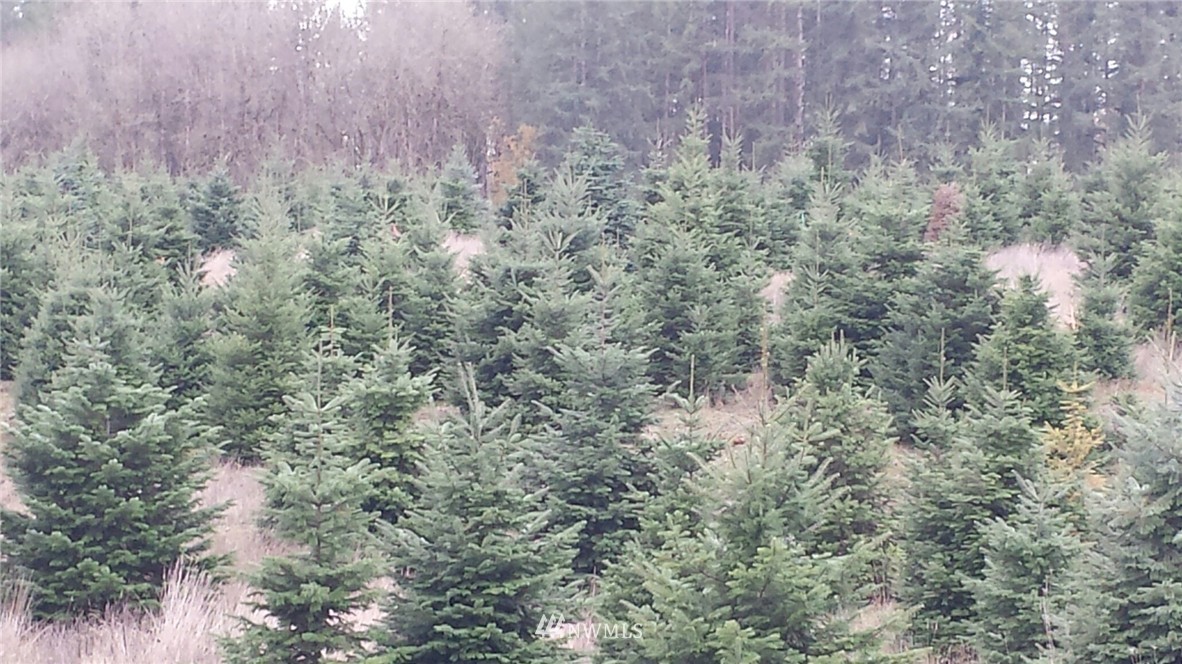E Brim Road Onalaska, WA 98570 - Photo 5 of 12 Gallery Image 5
