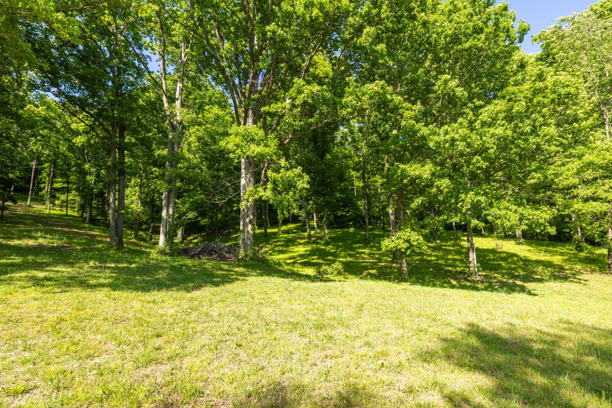 1496 Coleman Road Franklin, TN 37064 - Photo 67 of 73 a view of a yard with a tree