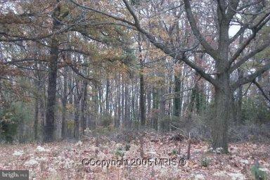 a view of a forest filled with trees