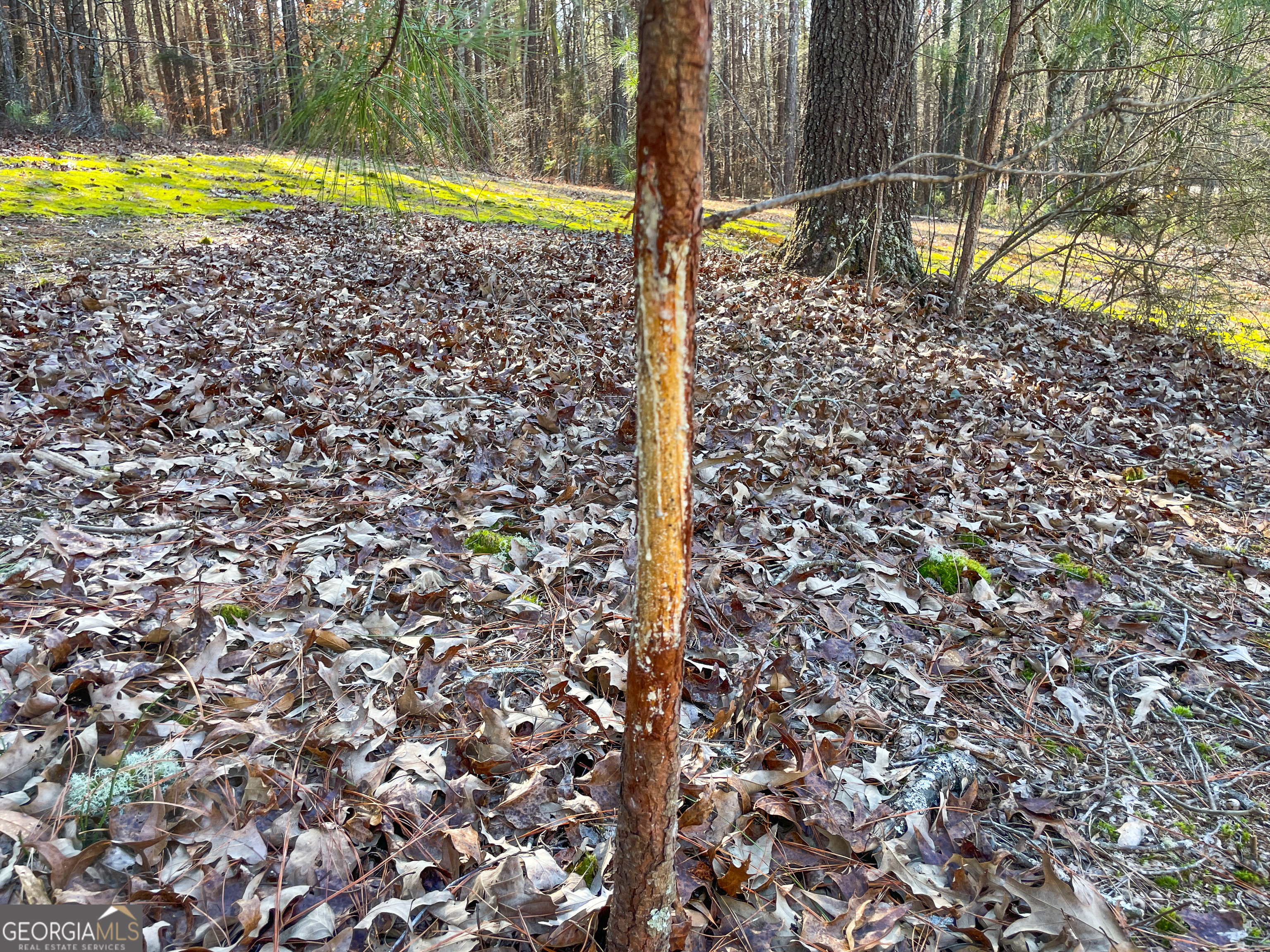 12 Acres On George Green Rd Tract B Tallapoosa, GA 30176 - Photo 19 of 23