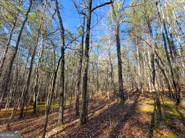 a view of forest