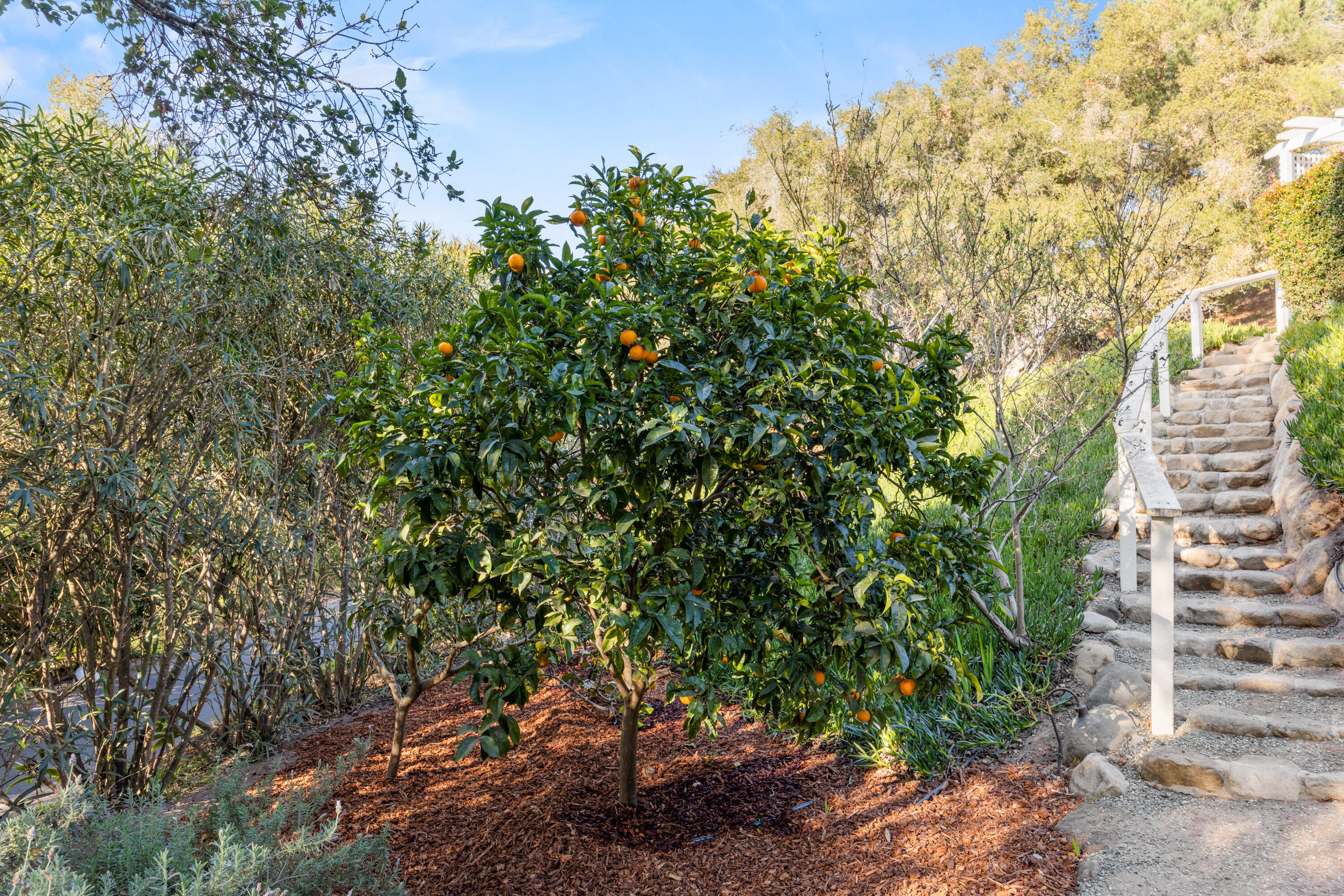 926 Canon Road Santa Barbara, CA 93110 - Photo 27 of 31 Fruit Trees