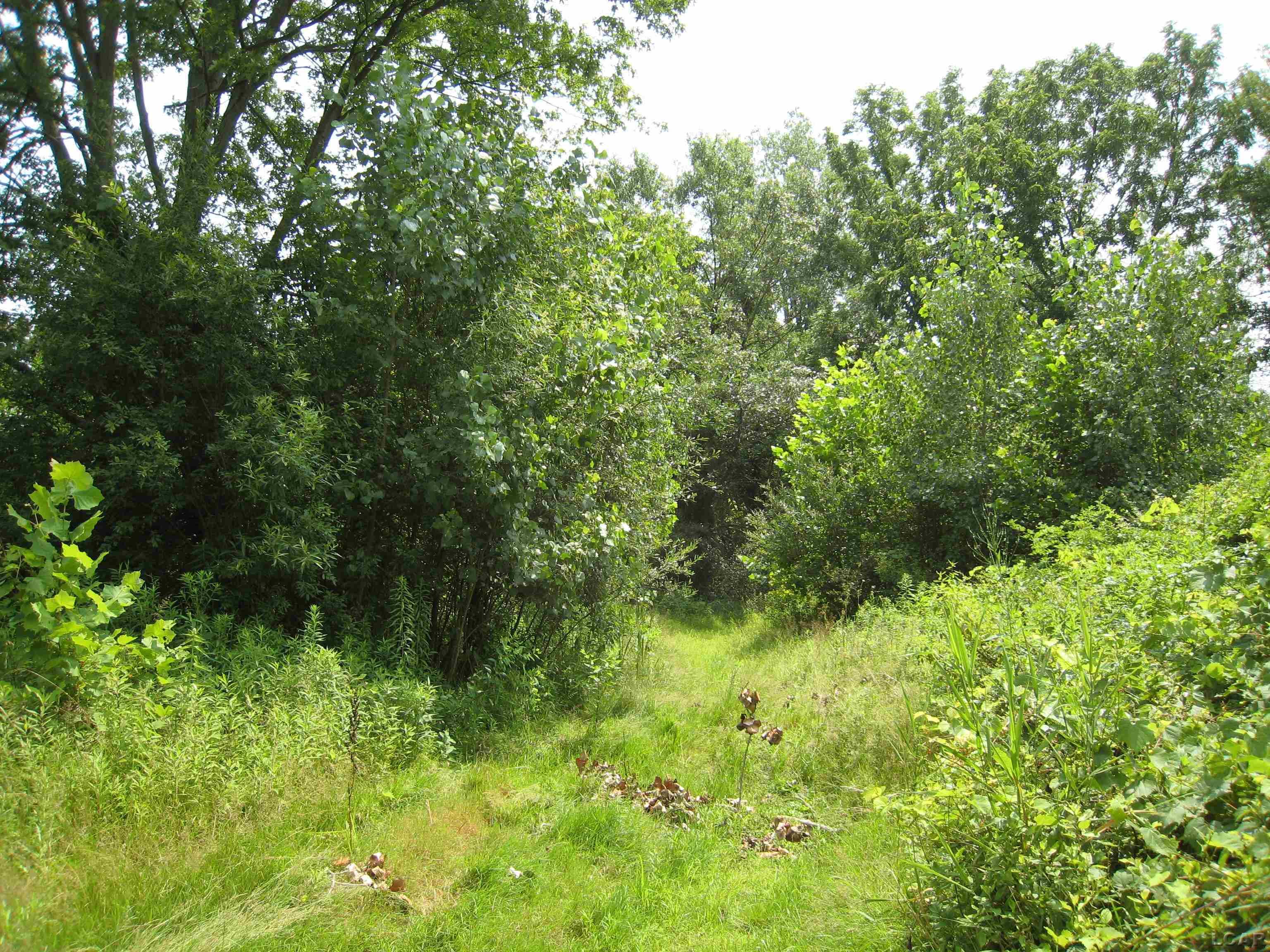1371 East Valley Road Adrian, MI 49221 - Photo 4 of 25 Mature Woods