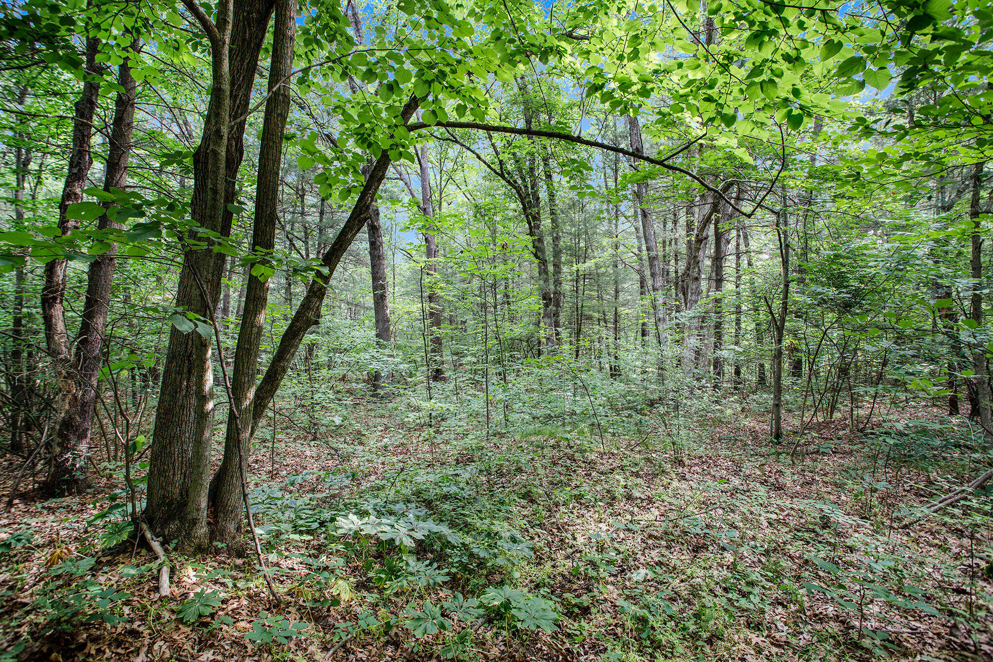 Lot B Babylon Road Allegan, MI 49010 - Photo 7 of 11 007_dng-5