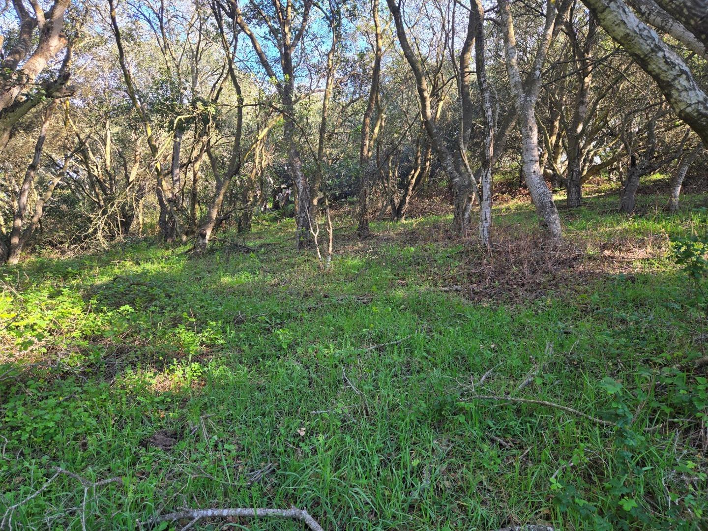 0 Paradise Road Salinas, CA 93907 - Photo 11 of 29 a view of a lush green forest