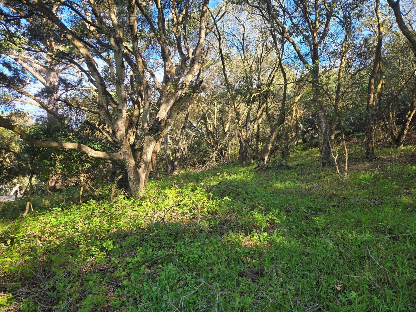 0 Paradise Road Salinas, CA 93907 - Photo 12 of 29 a big yard with lots of green space and trees