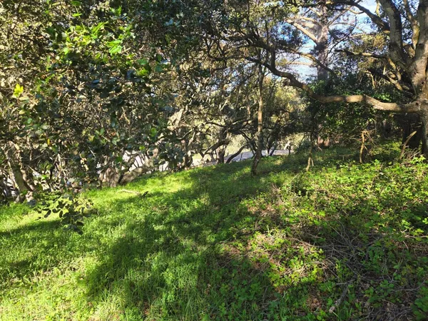 a view of yard with green space