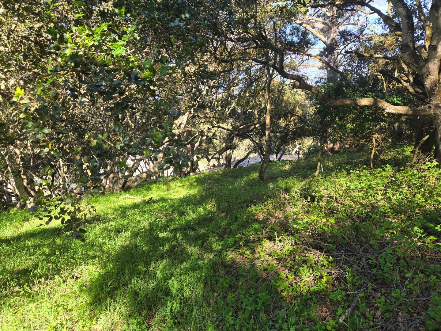 0 Paradise Road Salinas, CA 93907 - Photo 13 of 29 a view of a tree in a yard
