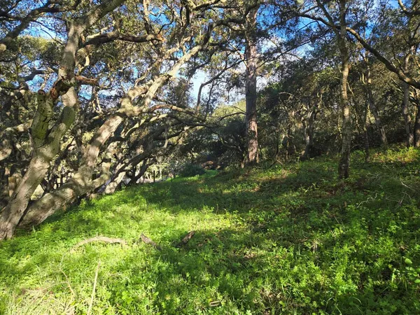a view of trees in a yard