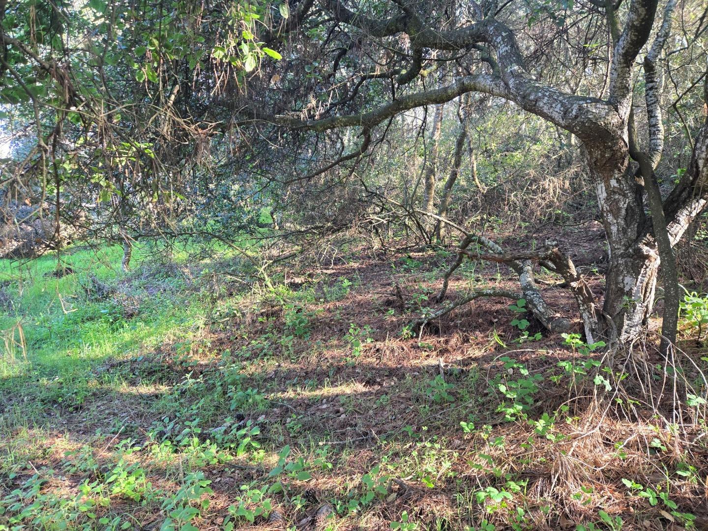 0 Paradise Road Salinas, CA 93907 - Photo 15 of 29 a view of trees in a yard