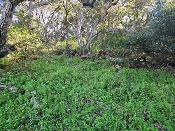 a view of a yard with a tree
