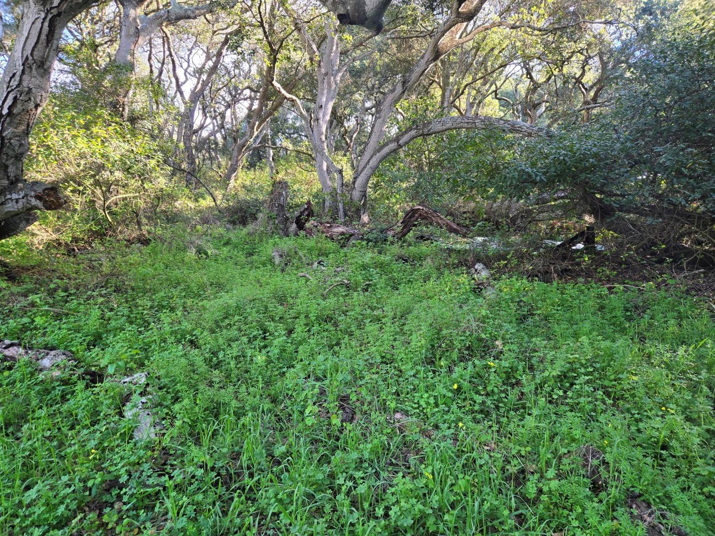 0 Paradise Road Salinas, CA 93907 - Photo 17 of 29 a view of backyard with green space